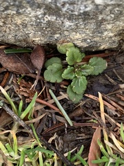 Veronica arvensis