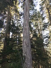 Cupressus nootkatensis