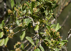Psydrax oleifolia