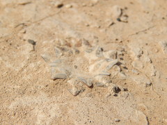 Ariocarpus kotschoubeyanus