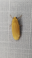 Eilema plana