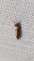 Philenora chionastis