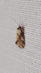 Philenora chionastis