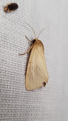 Heliocheilus moribunda