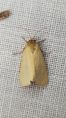 Heliocheilus moribunda