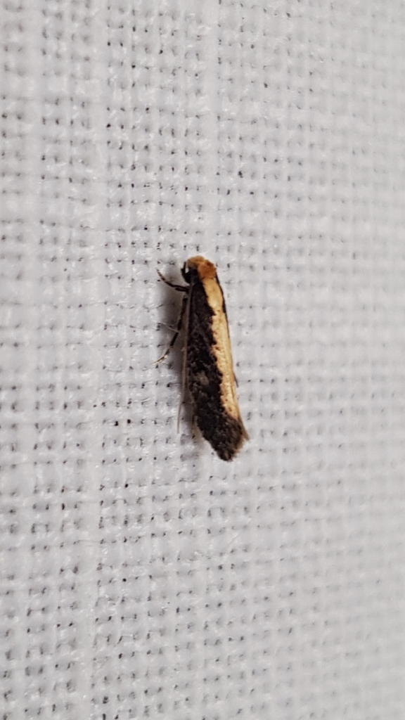 Bird Nest Moth from Old Erowal Bay NSW 2540, Australia on February 25