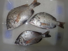 Acanthopagrus pacificus