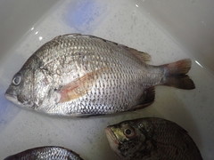 Acanthopagrus pacificus