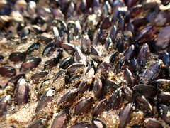 Brachidontes crebristriatus