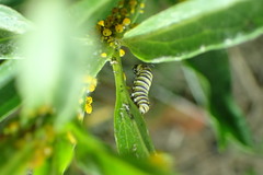 Danaus plexippus