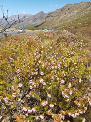Erica subulata