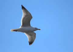 Larus argentatus smithsonianus