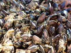 Brachidontes crebristriatus