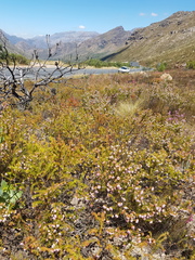 Erica subulata