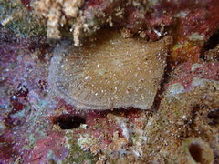 Isognomon perna