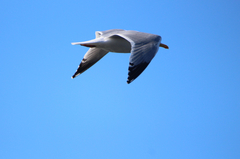 Larus argentatus smithsonianus