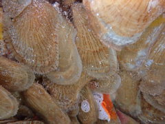 Isognomon perna