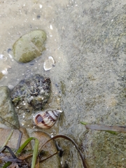 Nassarius pauperatus