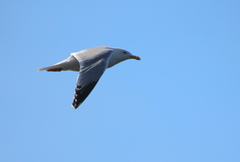 Larus argentatus smithsonianus