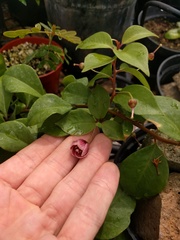Lysimachia hillebrandii