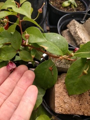 Lysimachia hillebrandii