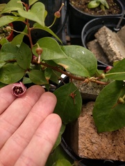 Lysimachia hillebrandii