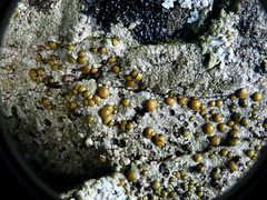 Caloplaca litoricola