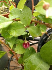 Lysimachia hillebrandii