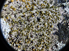 Caloplaca litoricola