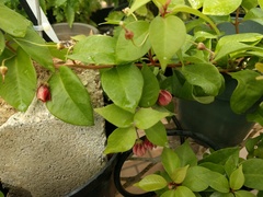 Lysimachia hillebrandii