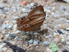 Abisara savitri
