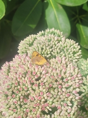 Lycaena enysii