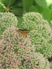 Lycaena enysii