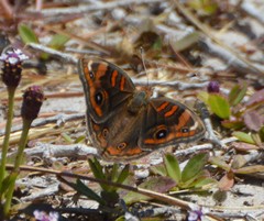 Junonia stemosa
