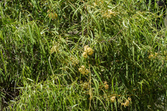 Parsonsia eucalyptophylla
