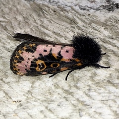 Xanthopastis regnatrix