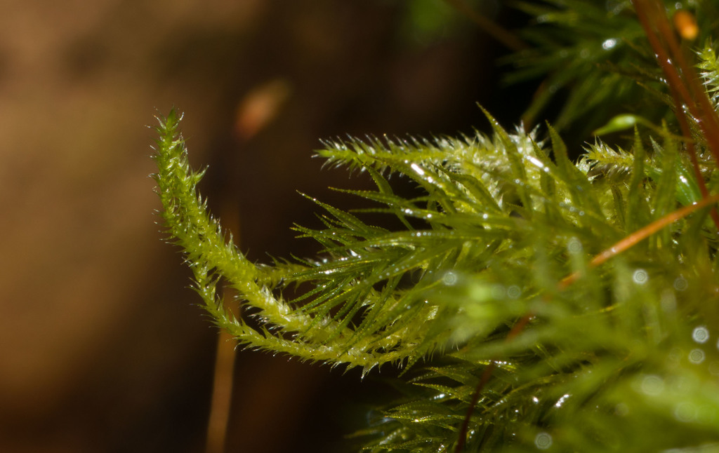 Taxithelium mundulum