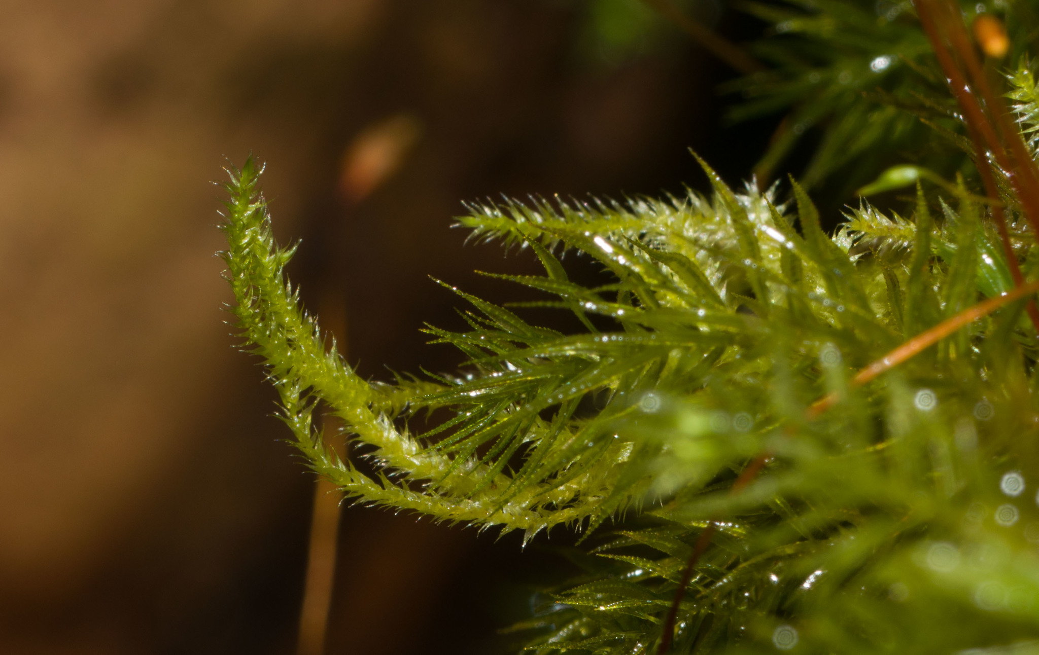 Taxithelium mundulum