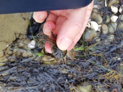 Paragrapsus gaimardii