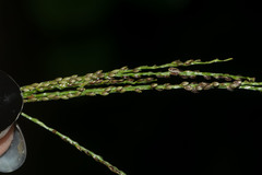 Digitaria violascens