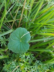 Hydrocotyle bonplandii