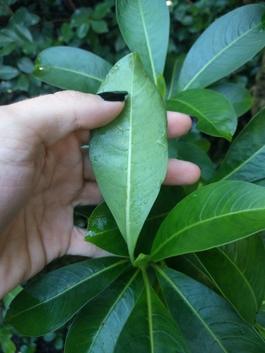 Psychotria mariniana