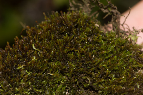 Herbertus gracilis