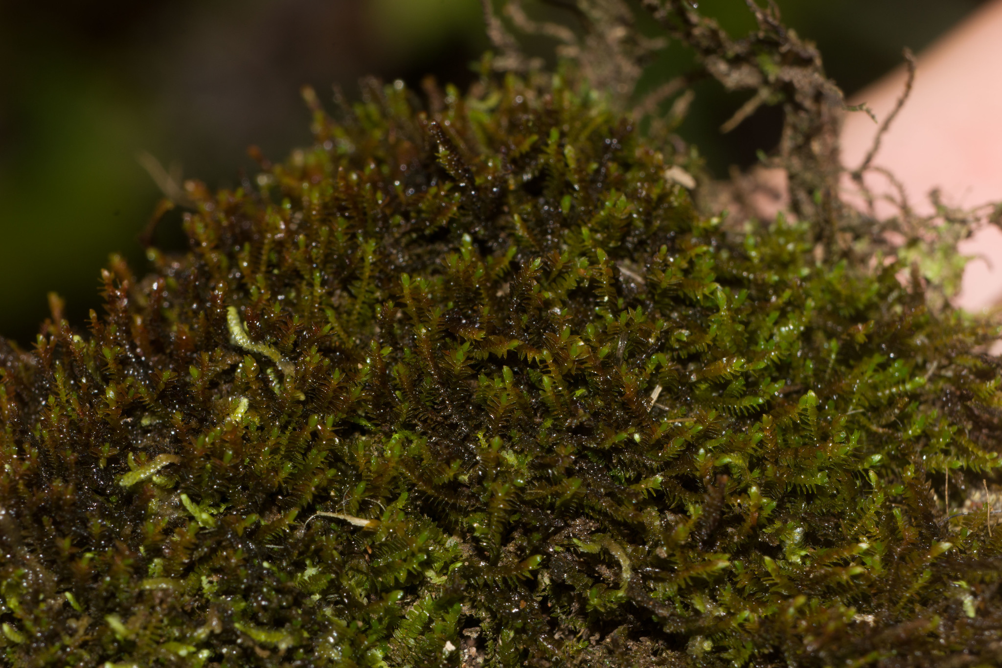 Herbertus gracilis
