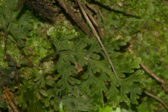 Callistopteris baldwinii