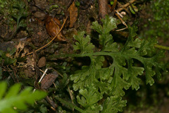Callistopteris baldwinii