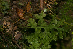 Callistopteris baldwinii