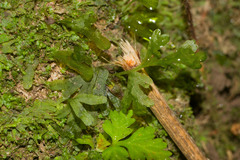 Callistopteris baldwinii