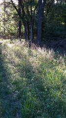 Nassella leucotricha