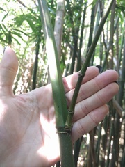 Phyllostachys nigra